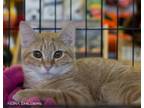 Adopt Bowie a Orange or Red Domestic Shorthair / Mixed (short coat) cat in Olive