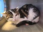 Adopt Falls City a Domestic Shorthair / Mixed cat in Athens, AL (37706768)