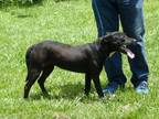 Adopt Lil Girl a Black - with White Labrador Retriever / Mixed dog in Slidell