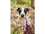 Adopt Gilly a White Mixed Breed (Large) / Mixed dog in Fredericksburg