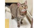 Adopt Turquoise #loves-water a Brown Tabby Domestic Shorthair / Mixed (short