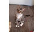Adopt PINWHEEL a Brown Tabby Domestic Shorthair / Mixed (short coat) cat in