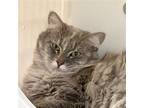 Adopt Lyla (and Lexi) a Gray or Blue (Mostly) Domestic Longhair / Mixed (long