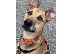 Adopt Clover a Red/Golden/Orange/Chestnut Greyhound / Mixed dog in Woodinville