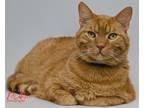 Adopt Samee [PF] a Orange or Red Tabby Domestic Shorthair / Mixed (short coat)