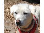 Adopt Polar Bear a Jindo / Mixed dog in San Ramon, CA (32227185)