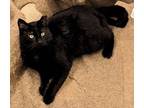 Adopt Jet a Black (Mostly) Domestic Shorthair / Mixed (short coat) cat in