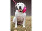 Adopt Priscilla a White American Staffordshire Terrier / Mixed dog in Sanger