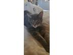 Adopt Abner - COURTESY POST a Gray or Blue Domestic Shorthair / Mixed (short