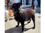 Adopt Thea a Black - with White Sheltie, Shetland Sheepdog / Mixed dog in