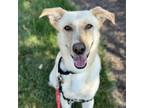 Adopt Clarence a Tan/Yellow/Fawn Labrador Retriever / Mixed dog in Arlington