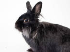 Adopt Grover a Black Other/Unknown / Lionhead / Mixed rabbit in Kingston