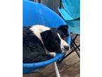 Adopt Sasha a Gray/Blue/Silver/Salt & Pepper Border Collie / Mixed dog in