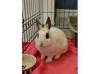 Adopt Bebe a White Dwarf / Mixed rabbit in Hamilton, ON (37687213)