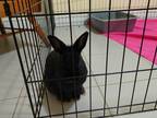 Adopt Beau a Black Dwarf / Mixed rabbit in Hamilton, ON (37695571)