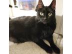 Adopt Arden a All Black Domestic Shorthair / Mixed Breed (Medium) / Mixed (short