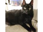 Adopt Arden a All Black Domestic Shorthair / Domestic Shorthair / Mixed cat in