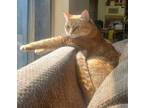 Adopt Mimosa a Orange or Red Domestic Shorthair / Mixed (short coat) cat in Seal