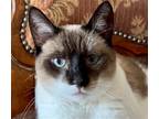 Adopt Farah a Cream or Ivory (Mostly) Siamese / Mixed (short coat) cat in