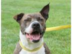 Adopt Patsy a Brindle American Staffordshire Terrier / Mixed dog in Godfrey