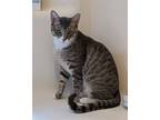 Adopt Milo (Courtesy Post) a Gray or Blue (Mostly) Domestic Shorthair / Mixed