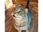 Adopt One Ear a Gray, Blue or Silver Tabby American Shorthair / Mixed (short