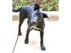 Adopt MAGIC a Black - with White Labrador Retriever / Australian Cattle Dog /