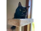 Adopt Alfie a All Black Domestic Shorthair / Mixed cat in Battle Ground
