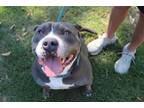 Adopt Jerry a Gray/Silver/Salt & Pepper - with White American Pit Bull Terrier /