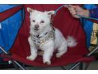 Adopt Tommy Hawk a White Westie, West Highland White Terrier / Toy Poodle /