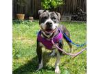 Adopt Winn Dixie a Brindle - with White American Staffordshire Terrier / Mixed