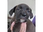 Rita Labrador Retriever Puppy Female