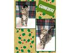 Guinevere Domestic Shorthair Young Female