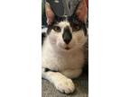 Coconut Domestic Shorthair Adult Male