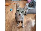 Taylor (Mom of GolfGear Litter) Domestic Shorthair Young Female