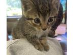 Magwai Domestic Shorthair Kitten Male