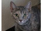 Edie Domestic Shorthair Adult Female