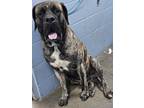 Aspen HW(-) Mastiff Adult Male