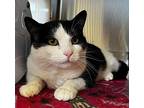 Live Domestic Shorthair Young Female