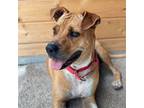 May Black Mouth Cur Adult Female
