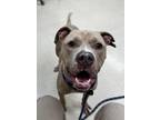 Elvis American Pit Bull Terrier Adult Male