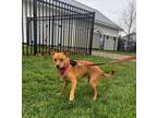 Tango Mixed Breed (Small) Adult Male