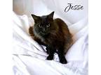 Jesse Domestic Longhair Young Female