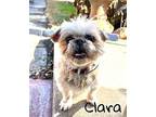 Clara and Bandy Shih Tzu Adult Female