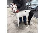 Gypsy Great Dane Young Female