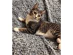 Jodibug Domestic Shorthair Kitten Female