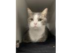 Sir Cole Domestic Shorthair Adult Male