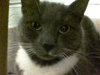 Mokey - in Foster Domestic Shorthair Adult Male