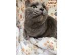 Mama Domestic Shorthair Young Female