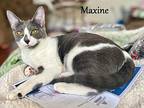 Maxine Domestic Shorthair Young Female